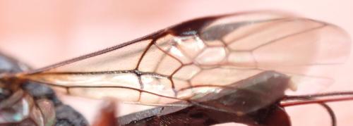 Réf. 346 510 : Helcon sp.